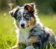 Découvrir le berger australien bleu merle : un chien aux couleurs uniques